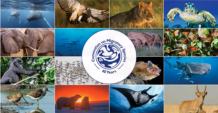 Convention on the Conservation of Migratory Species of Wild Animals Image