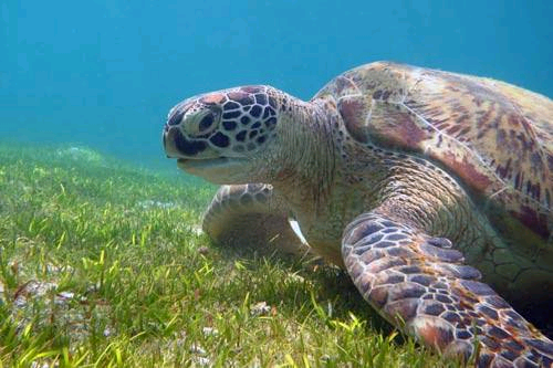Memorandum of Understanding concerning Conservation Measures for Marine Turtles of the Atlantic Coast of Africa Image