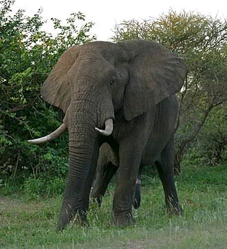 West African Elephant Memorandum of Understanding Image