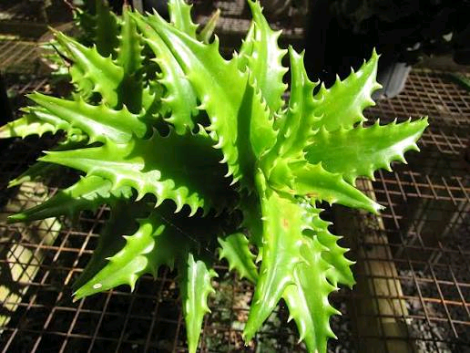 Aloe buettneri Image