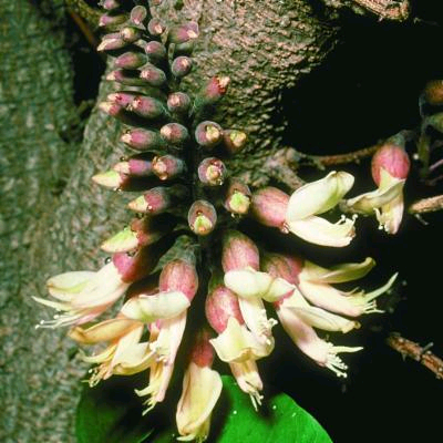 Angylocalyx talbotii Image