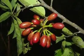 Annickia affinis Image