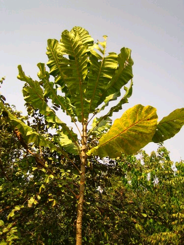 Anthocleista microphylla Image