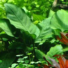 Anubias barteri var. caladiifolia Image