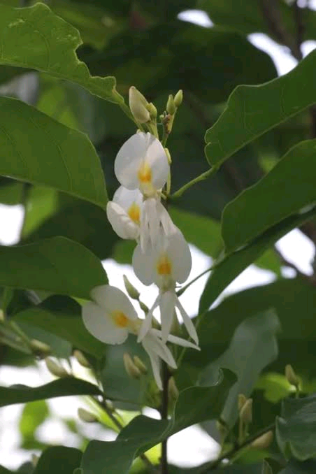 Baphia latiloi Image