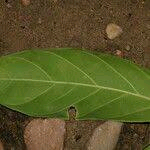 Belonophora coriacea Image