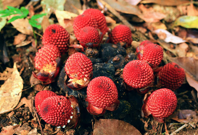 Belonophora talbotii Image