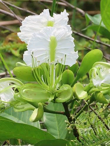 Berlinia hollandii Image