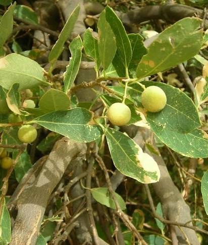 Boscia senegalensis Image