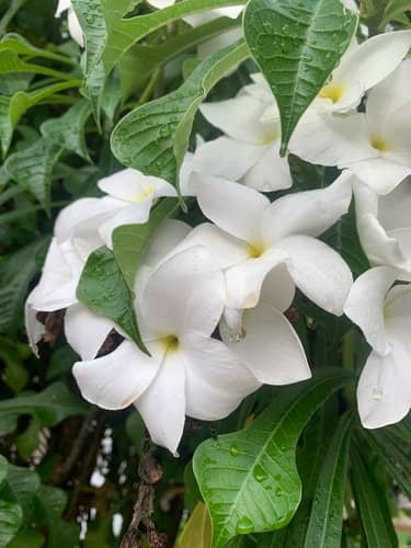 Callichilia barteri Image