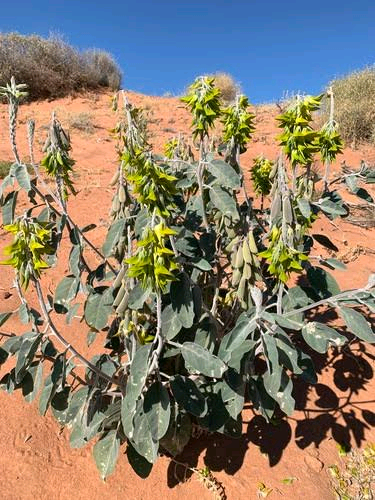 Crotalaria bamendae Image