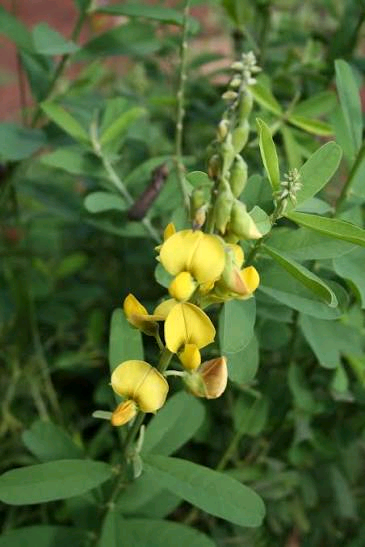 Crotalaria ledermannii Image