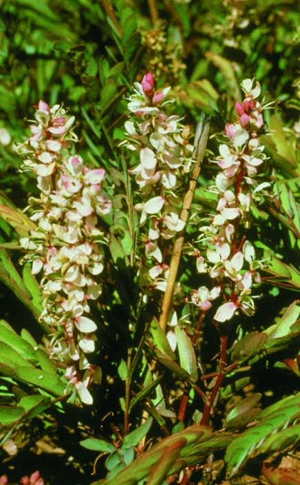 Cryptosepalum diphyllum Image
