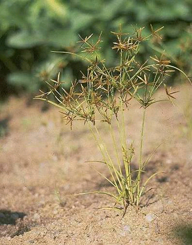 Cyperus amabilis Image