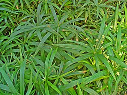 Cyperus fertilis Image