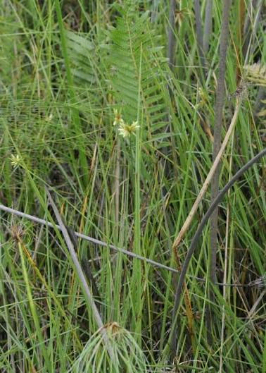 Cyperus pectinatus Image