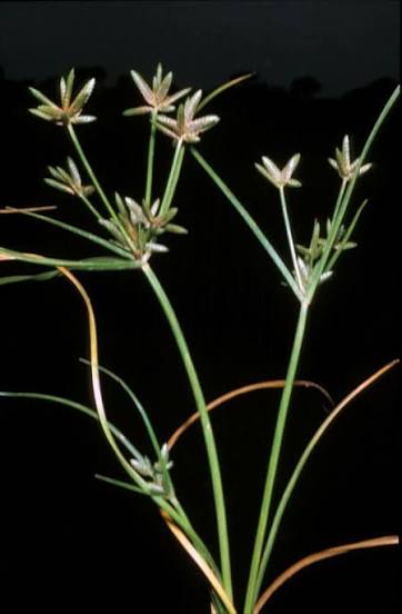 Cyperus pustulatus Image