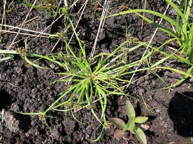 Cyperus submicrolepis Image