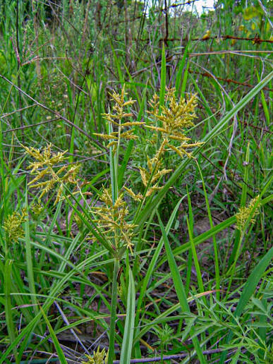 Cyperus tomaiophyllus Image