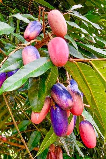 Dacryodes edulis Image