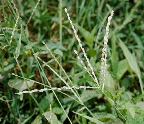 Digitaria abyssinica Image