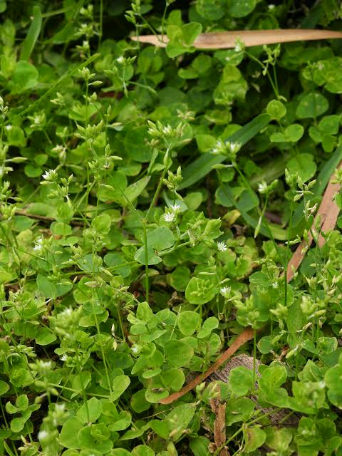 Drymaria cordata Image