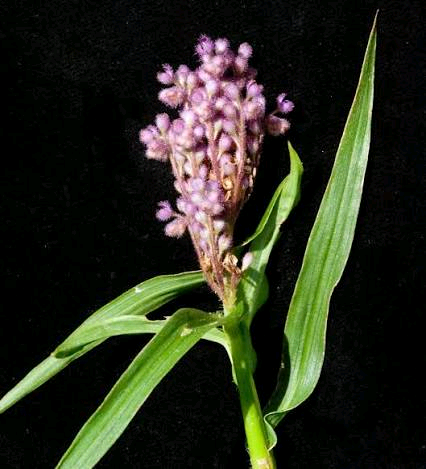 Floscopa mannii Image