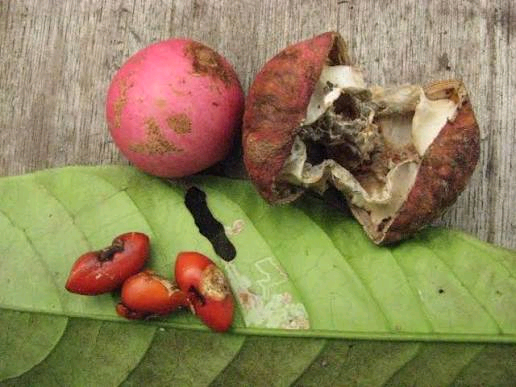 Guarea thompsonii Image