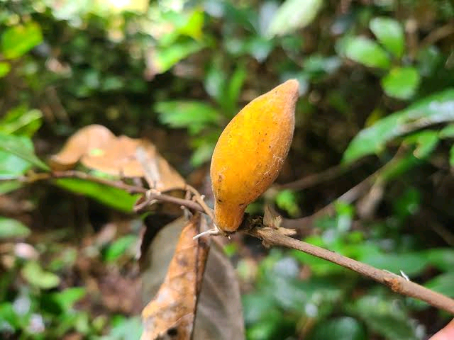 Hemandradenia mannii Image