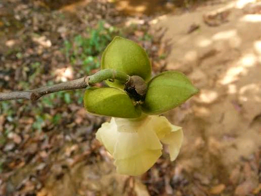 Hexalobus crispiflorus Image