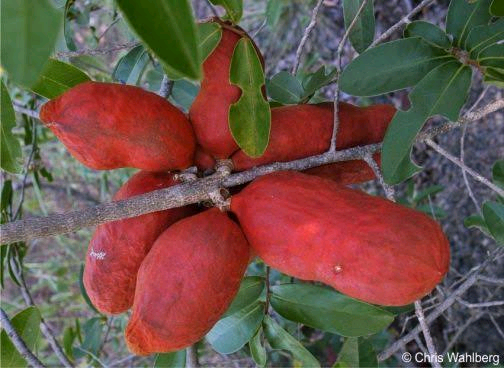 Hexalobus monopetalus Image