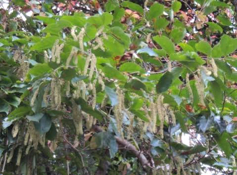 Homalium dalzielii Image