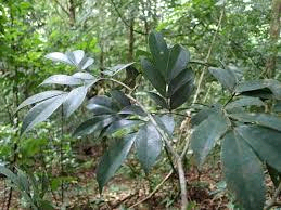 Hymenostegia talbotii Image