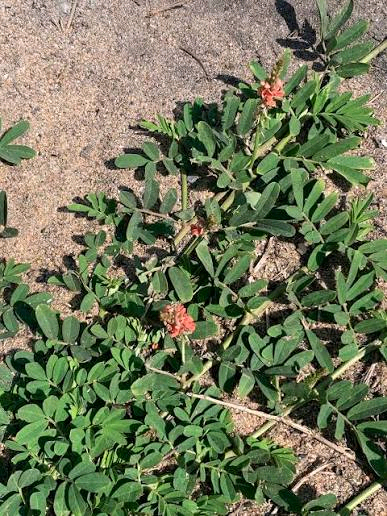 Indigofera hendecaphylla Image