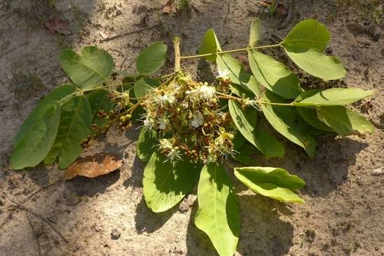 Isoberlinia tomentosa Image