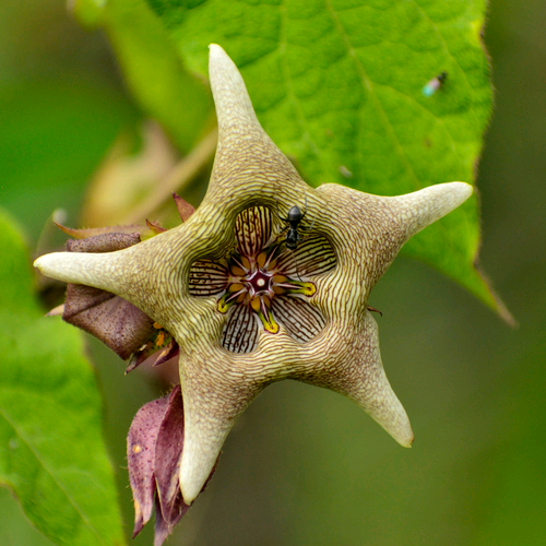 Isoglossa nervosa Image
