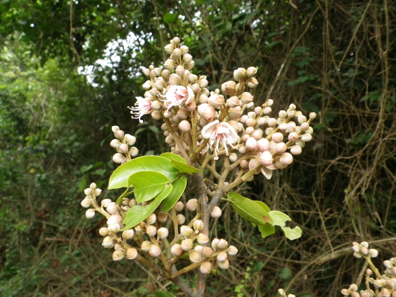 Julbernardia seretii Image