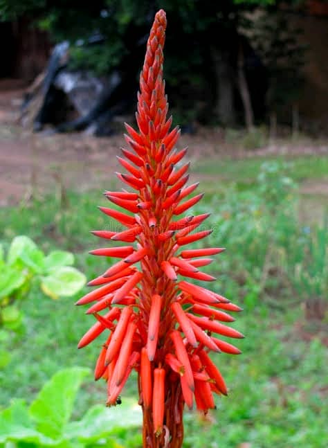 Kniphofia reflexa Image