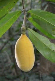 Mischogyne elliotiana Image