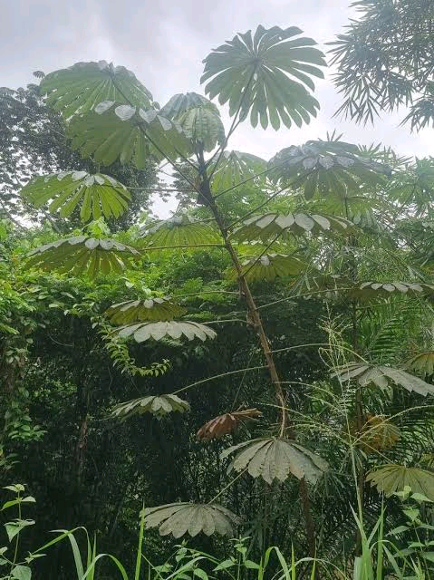 Musanga cecropioides Image