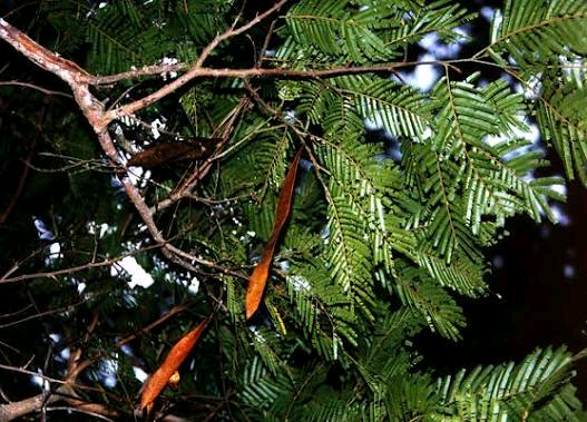 Newtonia buchananii Image