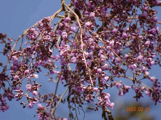 Philenoptera laxiflora Image