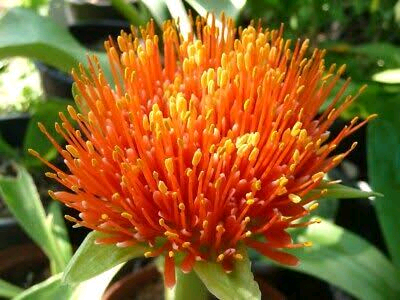 Scadoxus pseudocaulus Image