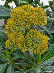 Solanecio mannii Image