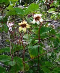 Strophanthus thollonii Image