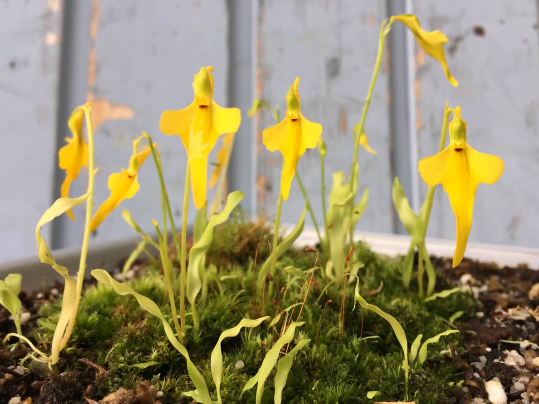 Utricularia mannii Image