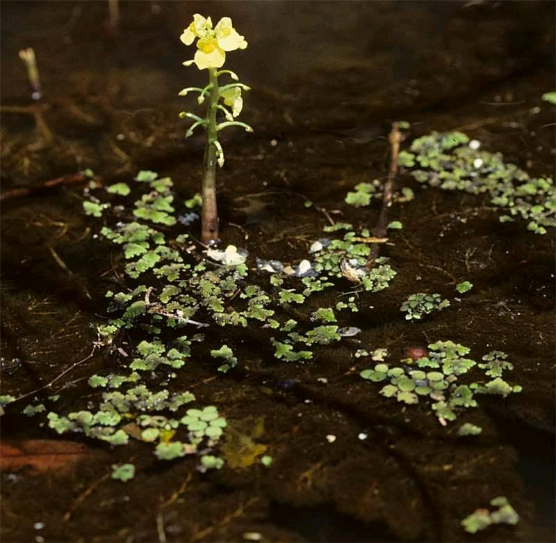 Utricularia rigida Image
