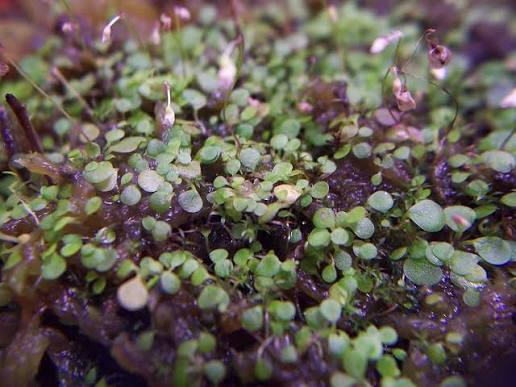 Utricularia striatula Image