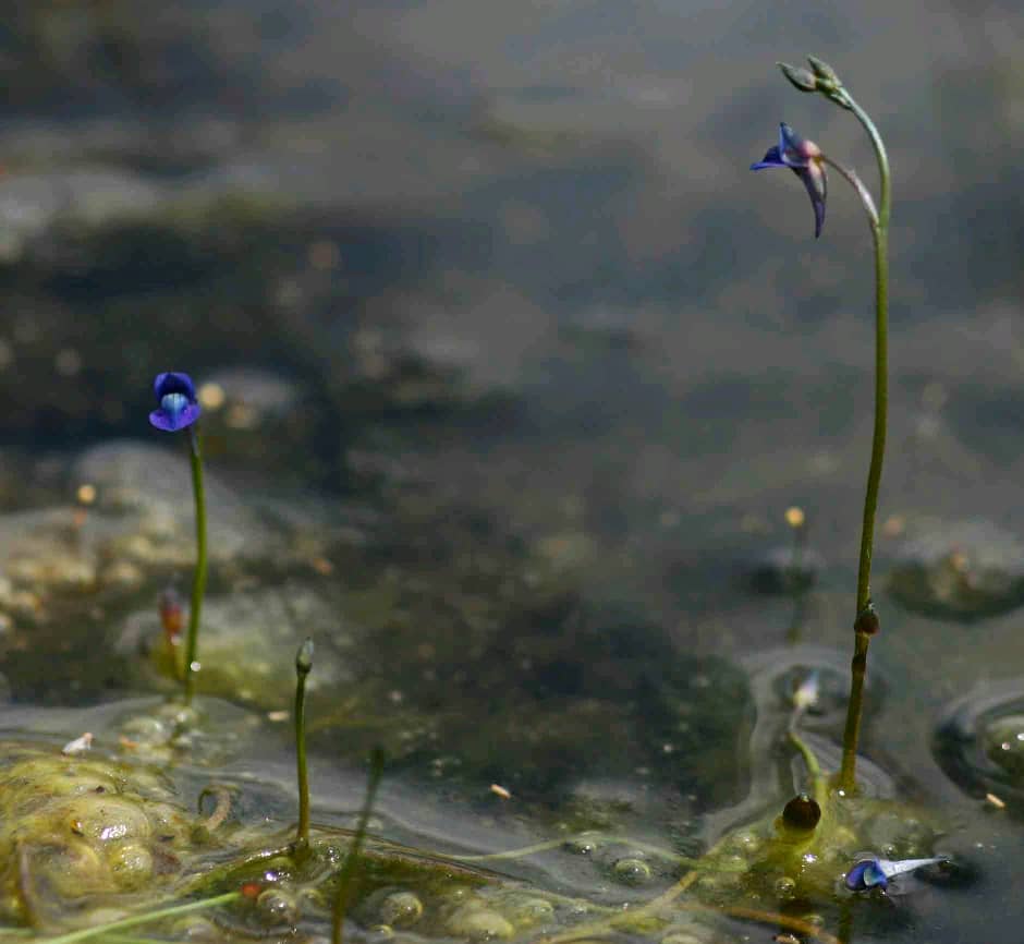 Utricularia tortilis Image