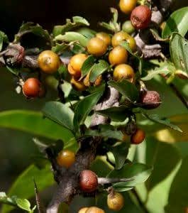 Vangueria madagascariensis Image